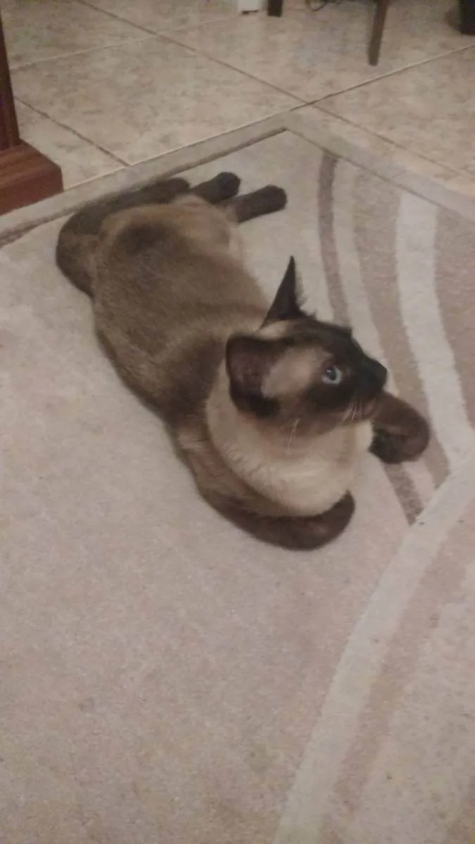 Gato ra a Siamês  idade 6 ou mais anos nome Nabu
