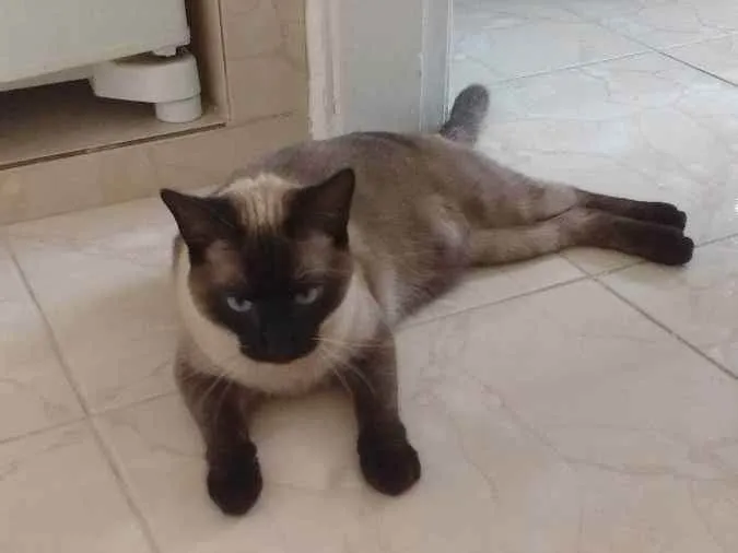 Gato ra a Siamês  idade 6 ou mais anos nome Nabu
