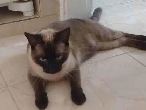Gato ra a Siamês  idade 6 ou mais anos nome Nabu
