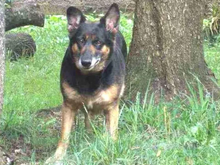 Cachorro ra a SRD idade 4 anos nome ODARA