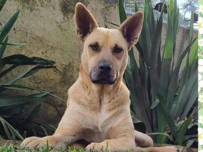 Cachorro ra a Srd idade 5 anos nome GEMA
