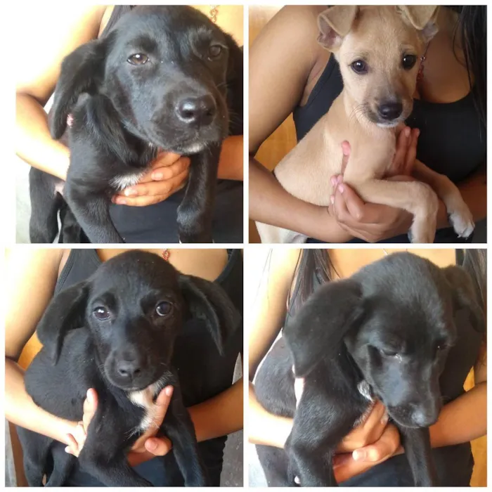 Cachorro ra a SRD idade 2 a 6 meses nome Sem nome 