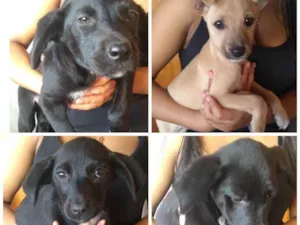 Cachorro raça SRD idade 2 a 6 meses nome Sem nome 