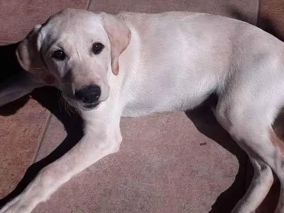 Cachorro ra a Labrador idade 2 a 6 meses nome Pantufa