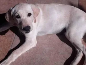 Cachorro raça Labrador idade 2 a 6 meses nome Pantufa