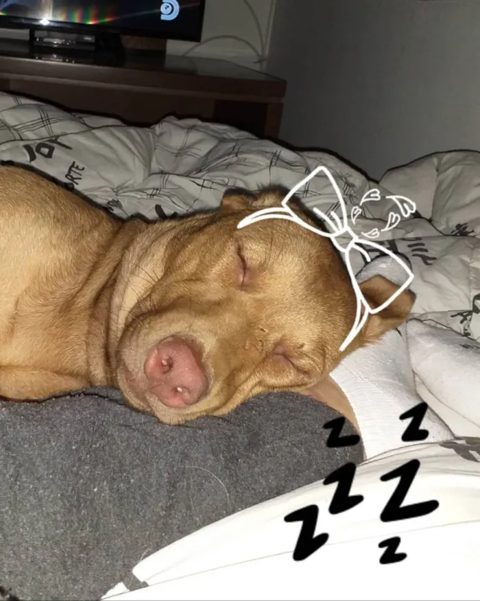 Cachorro ra a SRD idade 2 anos nome Eva