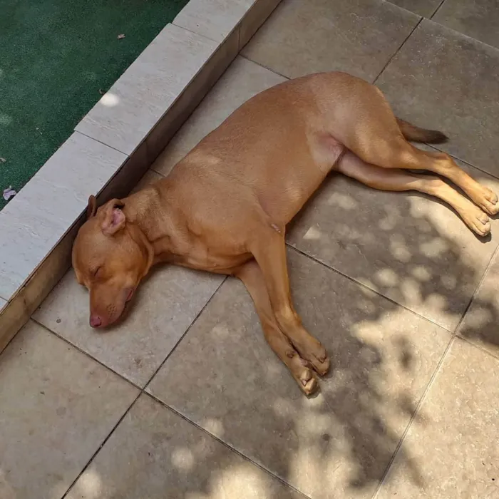 Cachorro ra a SRD idade 2 anos nome Eva