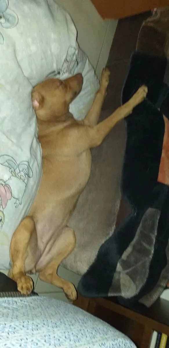 Cachorro ra a SRD idade 2 anos nome Eva