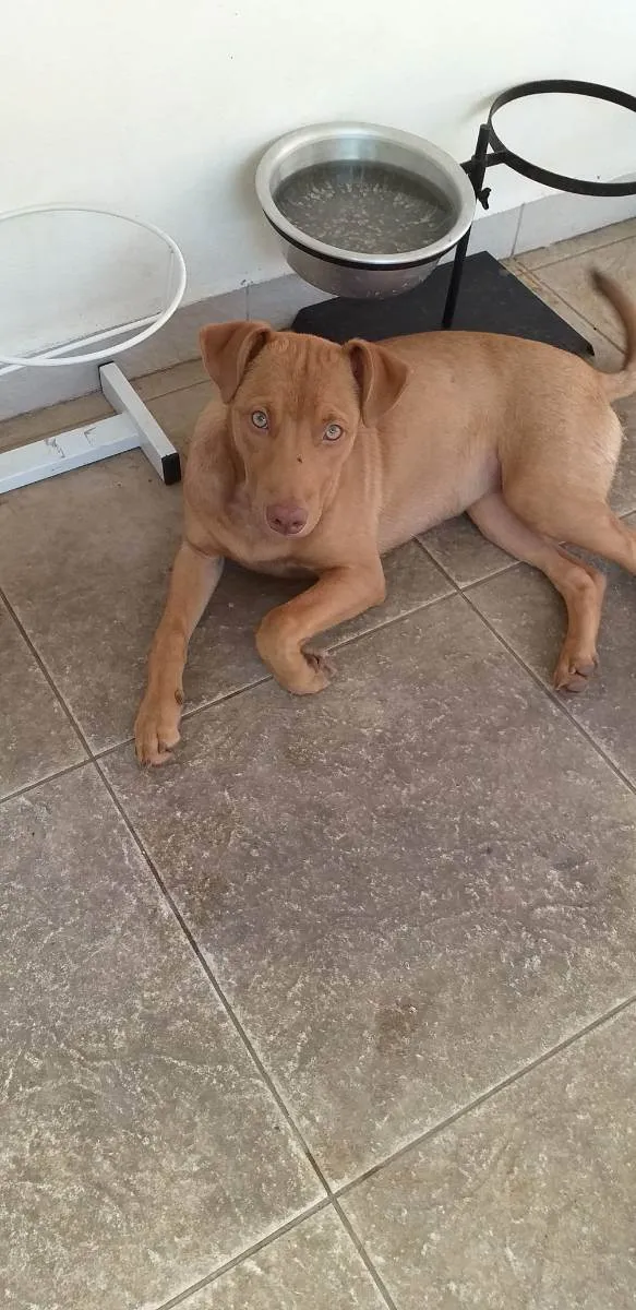 Cachorro ra a SRD idade 2 anos nome Eva