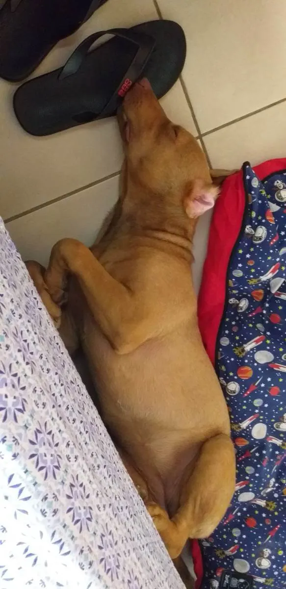 Cachorro ra a SRD idade 2 anos nome Eva