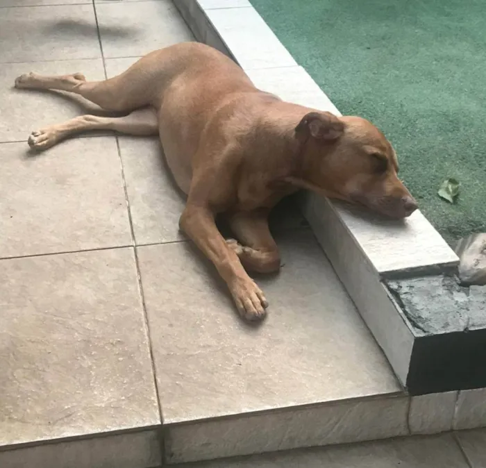 Cachorro ra a SRD idade 2 anos nome Eva
