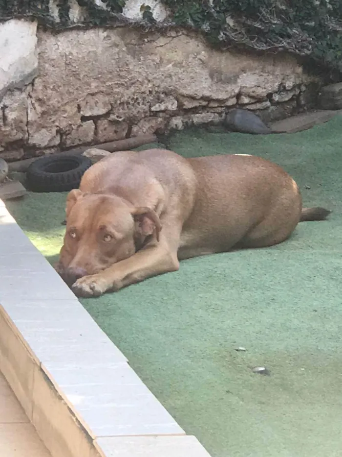 Cachorro ra a SRD idade 2 anos nome Eva
