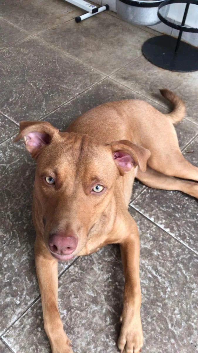 Cachorro ra a SRD idade 2 anos nome Eva
