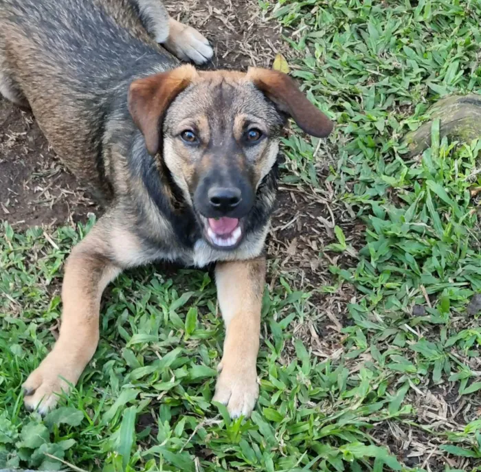 Cachorro ra a SRD idade 2 anos nome COLOMBINA