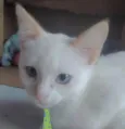 Floquinho 