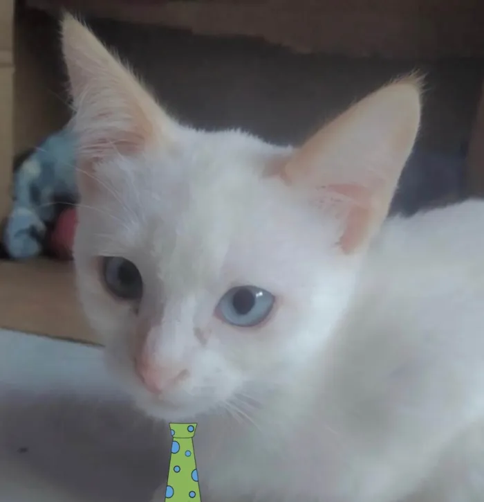 Gato ra a Mestiço  idade 2 a 6 meses nome Floquinho 