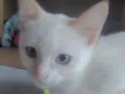 Floquinho 