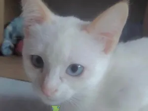 Gato raça Mestiço  idade 2 a 6 meses nome Floquinho 
