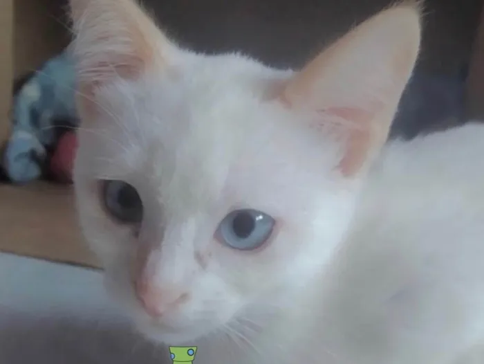 Gato ra a Mestiço  idade 2 a 6 meses nome Floquinho 