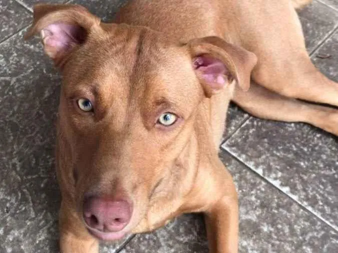 Cachorro ra a SRD idade 2 anos nome Eva