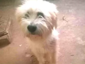 Cachorro raça Poodle idade 1 ano nome Floquinho