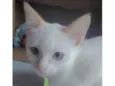 Floquinho 