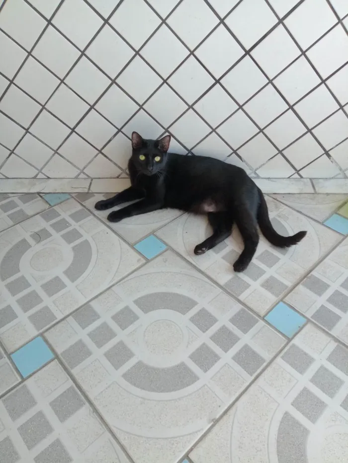 Gato ra a  idade 7 a 11 meses nome Neguinho