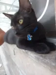 Neguinho