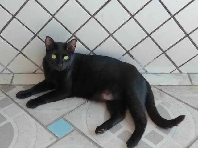Gato ra a  idade 7 a 11 meses nome Neguinho