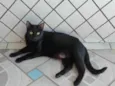 Neguinho