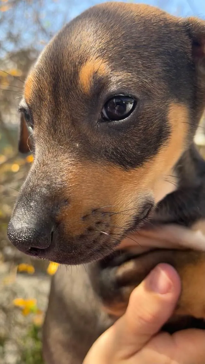 Cachorro ra a SRD  idade Abaixo de 2 meses nome Sem Nome