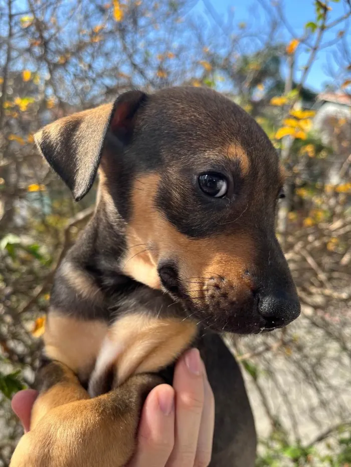 Cachorro ra a SRD  idade Abaixo de 2 meses nome Sem Nome