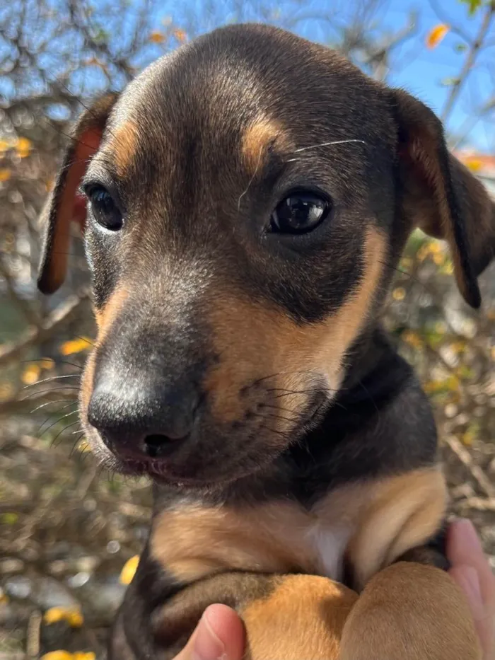 Cachorro ra a SRD  idade Abaixo de 2 meses nome Sem Nome