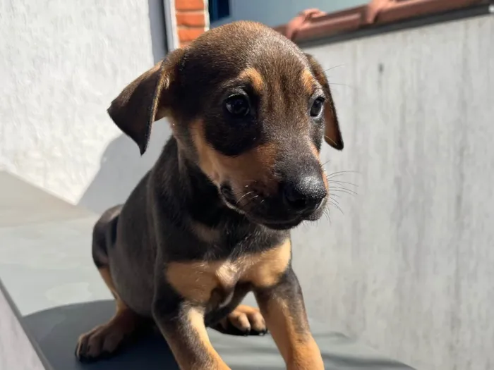 Cachorro ra a SRD  idade Abaixo de 2 meses nome Sem Nome