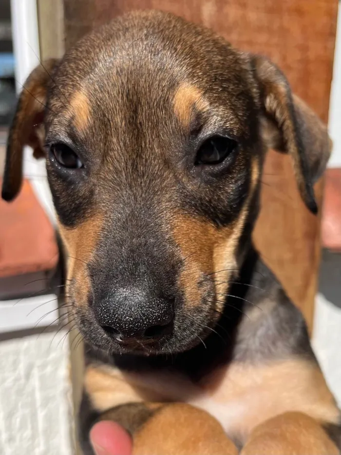 Cachorro ra a SRD  idade Abaixo de 2 meses nome Sem Nome