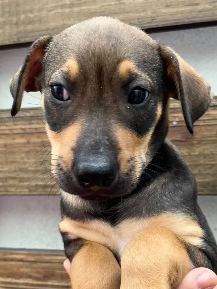 Cachorro ra a SRD  idade Abaixo de 2 meses nome Sem Nome