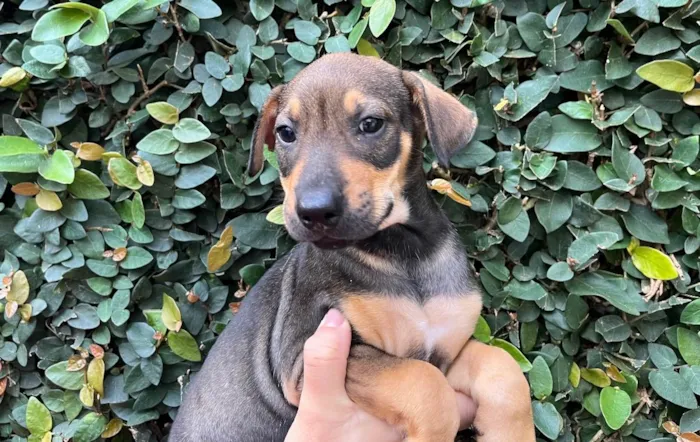 Cachorro ra a SRD  idade Abaixo de 2 meses nome Sem Nome