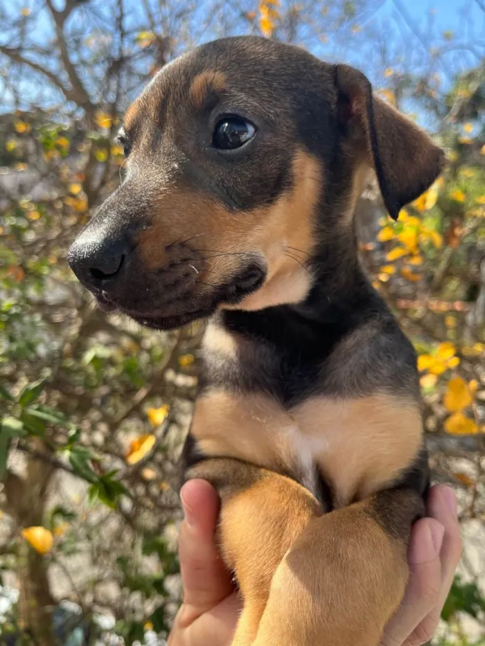 Cachorro ra a SRD  idade Abaixo de 2 meses nome Sem Nome