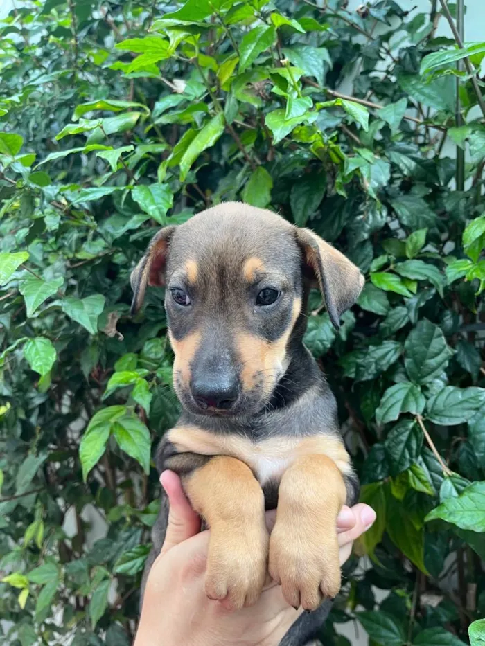 Cachorro ra a SRD  idade Abaixo de 2 meses nome Sem Nome