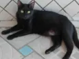 Neguinho