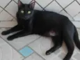 Neguinho