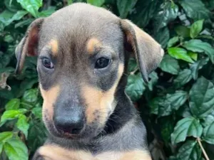 Cachorro raça SRD  idade Abaixo de 2 meses nome Sem Nome