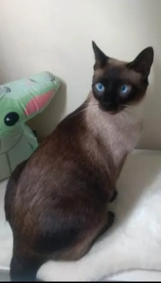 Gato ra a SRD idade 1 ano nome Sky
