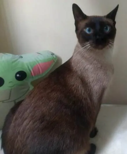Gato ra a SRD idade 1 ano nome Sky