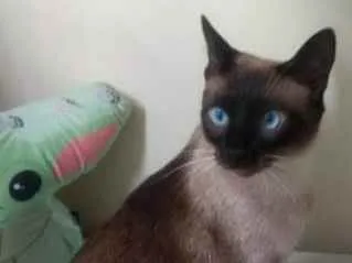 Gato ra a SRD idade 1 ano nome Sky