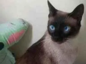 Gato ra a SRD idade 1 ano nome Sky