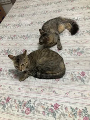 Gato raça Sem raça definida  idade 2 a 6 meses nome Sem nome 