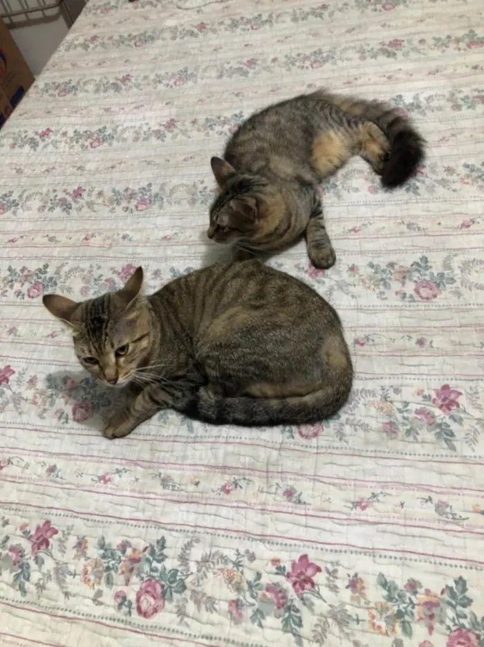 Gato ra a Sem raça definida  idade 2 a 6 meses nome Sem nome 