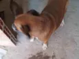 Nininha e Diana