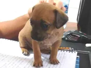 Cachorro raça Viralata  idade Abaixo de 2 meses nome Mel